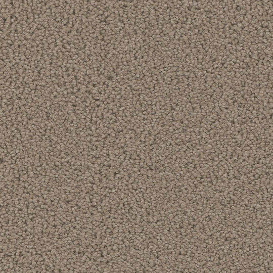 Phenix Floor Ever Pet Plus 12' Mateo Carpet Tile