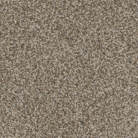 Phenix Floor Ever Pet Plus 12' Bari Carpet Tile