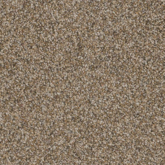 Phenix Floor Ever Pet Plus 12' Palermo Carpet Tile